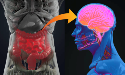 Leaky Gut and Leaky Brain: The Gut-Brain Connection