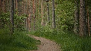 Wooded forest trail — Lyme disease and tick exposure in Connecticut