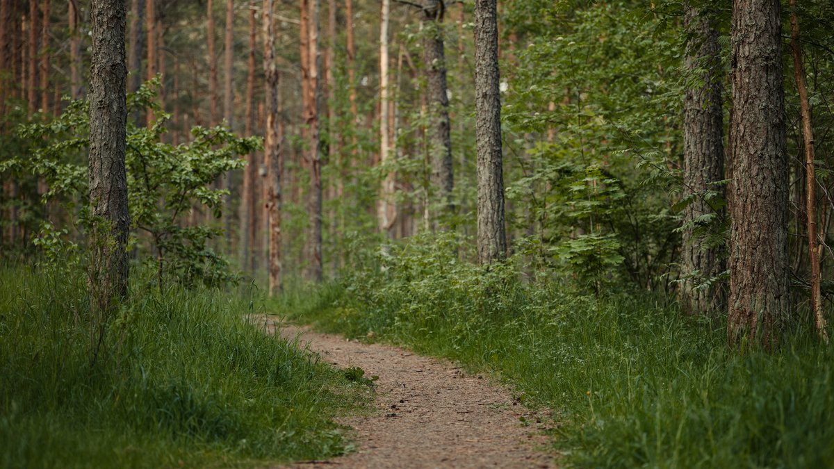 Wooded forest trail — Lyme disease and tick exposure in Connecticut